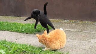 Cute Playful Cats