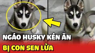 Bất lực với tên Ngáo Husky KÉN ĂN nhưng vẫn bị con Sen LỪA  | Yêu Lu