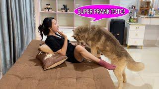 Aww!!Kwan Vs TOTO,SUPER PRANK TOTO,when Kwan eating favorite food in front TOTO,what will happen?