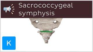 Sacrococcygeal symphysis | Anatomical Terms Pronunciation by Kenhub