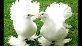 Петлюра голуби