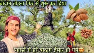 कच्चे बादाम का तोड़ान और Packing  || organic almond farming in Shimla || Pahadi lifestyle vlog |GFN