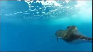 TOP 3 Fastest fish in the ocean！！They swim so fast！（sailfish/ marlin）