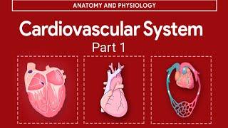 Anatomy and physiology of CVS