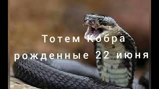 Тотем Кобра рожденные 22 июня