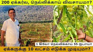 1 கிலோ நெல்லிக்காய் 55 ரூபாயா, ஏக்கருக்கு 10 லட்சம் எடுக்க முடியுமா? | Gooseberry Farming Tamil