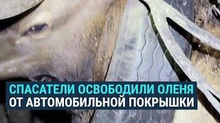 Как в США оленя спасли от автомобильной шины