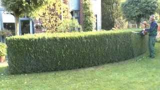 Buchsbaum Heckenschnitt  vom Gärtner. Boxwood hedge cut by the gardener