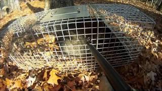 Shooting a raccoon in a trap *GRAPHIC