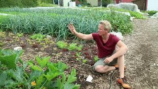 Erfahrungen aus drei Jahren in einem Garten ohne Umgraben (No Dig)