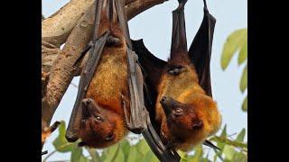 Fruit Bats in the City - Baheerathan  Murugavel