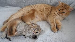 Maybe that baby kitten thinks Choco the kitten is its mother.