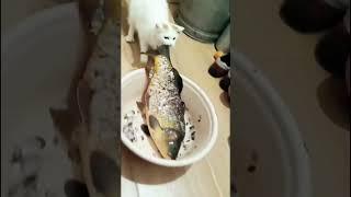 When cats decide they want to eat human food ￼