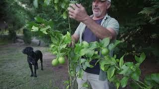 Growing Citrus Trees In Pots