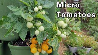 Micro Tomatoes - The Perfect Tomato For Beginners - Comparing Two Types