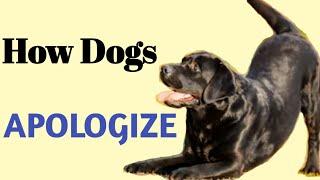 Understanding Dog Body Language – How Dogs Deescalate Problems (Appeasing Behaviors) Part 3