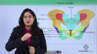 Class10th – Pelvic girdle | Locomotion and Movement (Hindi) | Tutorials Point