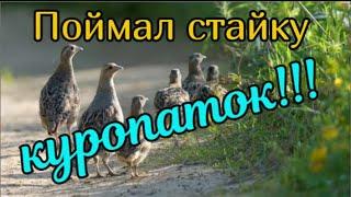 Поймал стайку куропаток в одну ловушку! Супер ловушка на куропаток, фазана Как поймать куропаток