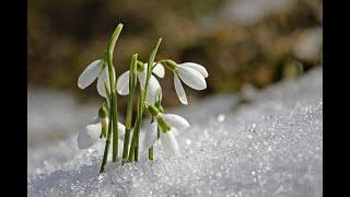 Das einsame Glöckchen (russische Volksweise) --  Studioaufnahme Februar 2021