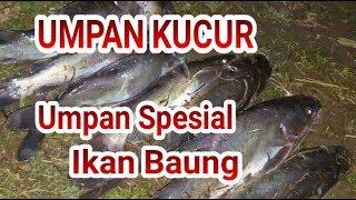 MEMBUAT UMPAN KUCUR umpan ikan baung