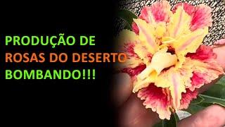 Produção de rosas do deserto bombando!!!