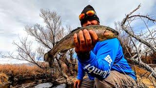 Wide Open Trout Fishing On The Owens River | Bishop California | #trout