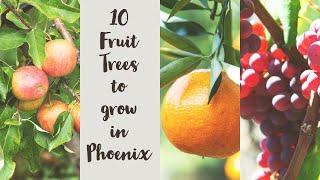 10 Fruit Trees to grow in Phoenix #fruittreesphoenix #fruittrees #fruits