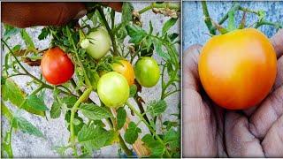 tomatoes in our garden//tomatoes ripening//NS GARDENS//