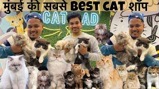 Biggest Pets Shop in Mumbai | Persian Cats | Himalayan Cats & More || pet shop in Mumbai || Cat Dad