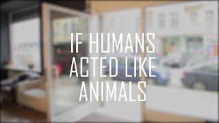 If Humans Acted Like Animals || CopyCatChannel