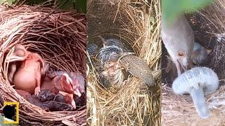 鳥の巣での9つの悲しい瞬間