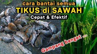 MENGERIKAN cara cepat basmi Hama Tikus di sawah.  ||  cara paling ampuh basmi tikus di sawah...?