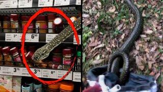 Shopper Finds 10-Foot Python in the Spice Aisle