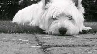 Budi the westie video from 8wks to 8yrs