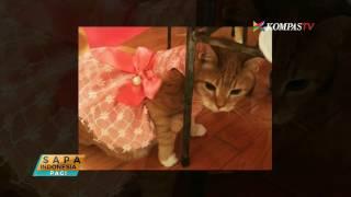 Meriahnya Pesta Ulang Tahun Kucing Usia 15 Tahun