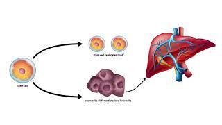 Liver cirrhosis repair from stem cells concept