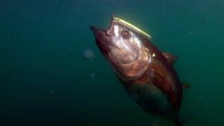 Bluefin Tuna Jigging | Block Island | Sand Eel Jigs