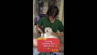 Grooming Kucing Bandung Umiabi - Grooming Korea