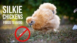 DON'T feed your Silkies this!