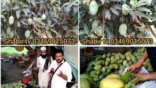 Pakistan ke Mashoor Aam( Mango) Abazo ka Aam | Shabir tv