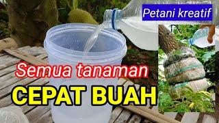 Luar biasa !! dengan racikan ini seluruh jenis tanaman akan cepat berbuah #petanikreatif