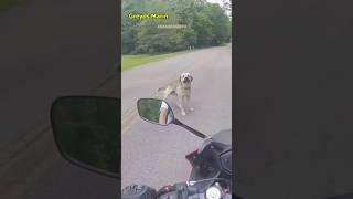 Biker Confronts Neighbor Over Aggressive Dogs