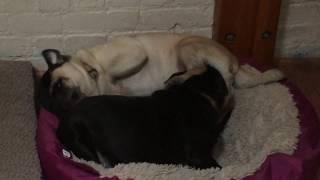 Pugs Love licking other pugs in all kinds of places and ways