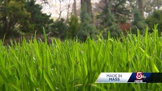 Massachusetts man engineers so-called 'perfect grass' seed: Made in Mass.