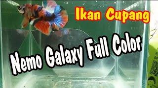 Ikan Cupang // Nemo Galaxy Full Color