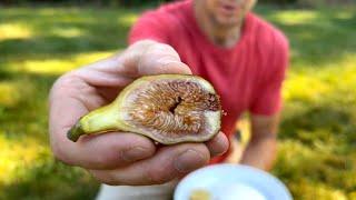 This Ripe Fig Tree Variety is So Good!