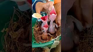 Hand feeding Baby Birds #meskipops #birds #animals #babybird