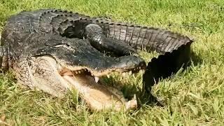 Face-to-Face with 10-foot Deadly Gators | Our World