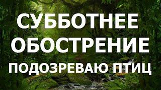 Субботнее обострение. Подозреваю птиц.