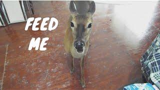 Deer Walks Into My House For a Treat